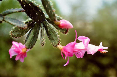 Schlumbergera opuntioides care and culture
