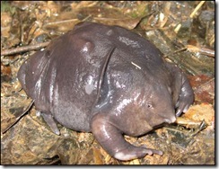 Purple frog