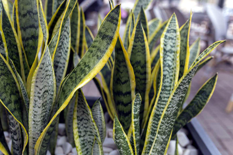 8 Easy-Care Houseplants That Improve Air Quality