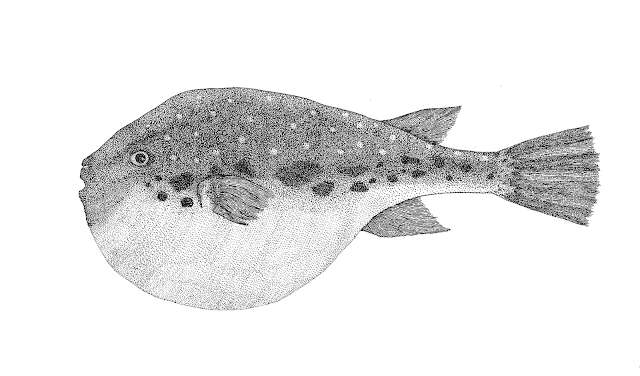 fugu fish drawing, fugu-fish graphic gravure engraving drawing, фугу гравюра рисунок графика