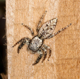 Jumping spider, Marpissa muscosa, on a fence in my back garden in Hayes.  1 June 2011.