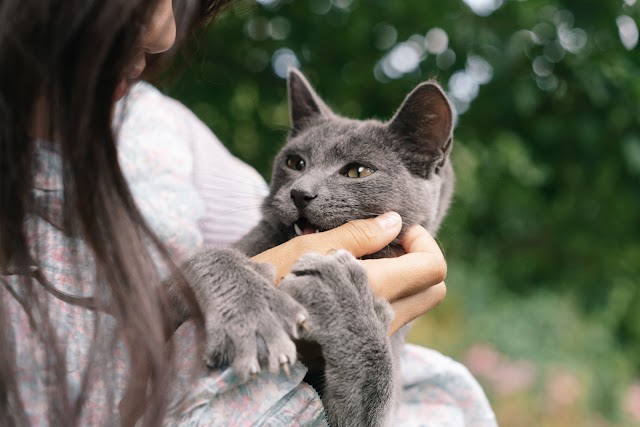 Comment éviter les griffes des chats et pourquoi ?