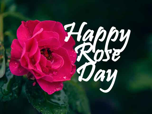 Happy Rose Day 2022 Images, Wallpapers, Pics & Photos