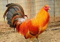 Keunggulan atau kelebihan Ayam Peru atau Peruvian di Arena Sabung Ayam