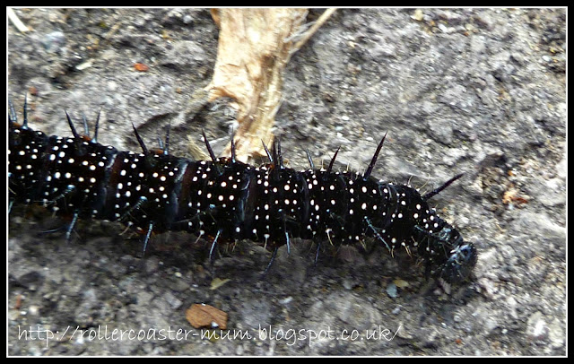 Caterpillar of Peacock Butterfly