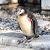 Hallan a un pingüino muerto en un estacionamiento