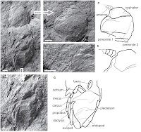 http://sciencythoughts.blogspot.co.uk/2013/07/a-fossil-isopod-crustacean-from-early.html