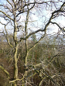 Kew Gardens Tree Canopy in January