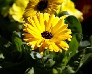 Gambar Bunga Calendula 2