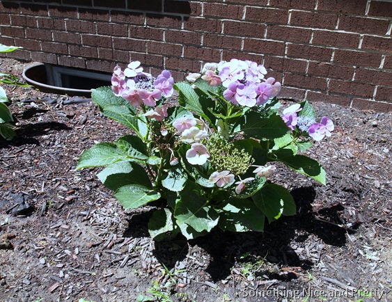 flowers 2014 005