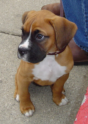 Boxer Puppy Picture