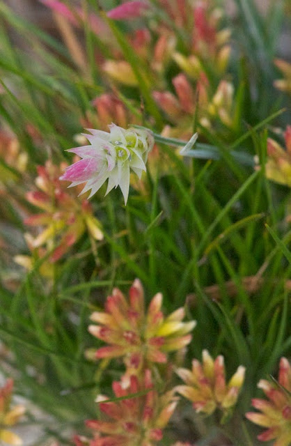 Pipe Lily (Johnsonia pubescens)