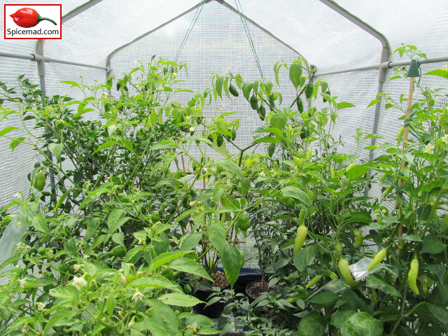 Chilli Plants in the Greenhouse - 6th August 2014