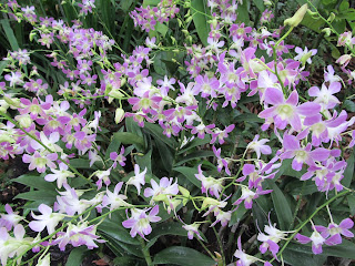 Orchids, National Orchid Garden, Singapore