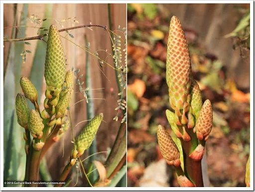 s that fourth dimension of yr when the days are curt as well as the oestrus of summertime nil but a hazy memo Aloes inwards our forepart yard getting cook to bloom