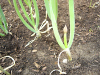 Supposed to be Red Bunching Onions