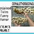 Cephalothoracopagus, Conjoined Twins Jokes ,a newborn disorder in humorous way. Funny memes.
