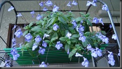 DSC00209
