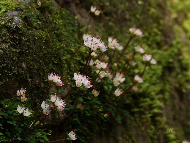 Chrysosplenium album