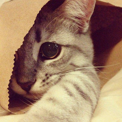 Foto gato escondido