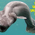 Top 10 Oldest Surviving Species In The World
