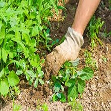 Weed Control Treatment