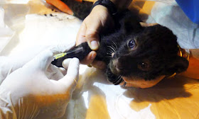 Panther Cub Recovering