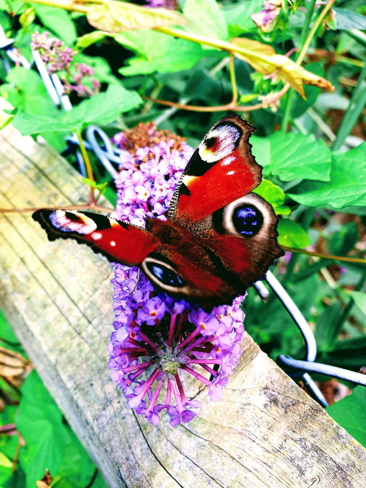 Beautiful Butterflies In The Summer Sun