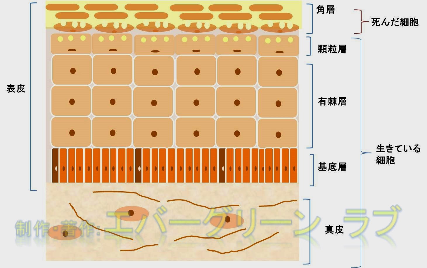 いきいき エバーグリーンラブ レシピ 手作りグリセリンローション いきいき エバーグリーンラブ レシピ 手作りグリセリンローション