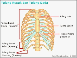  http://www.sigerpendidikan.com/2016/10/macam-macam-bagian-penyusun-tulang.html