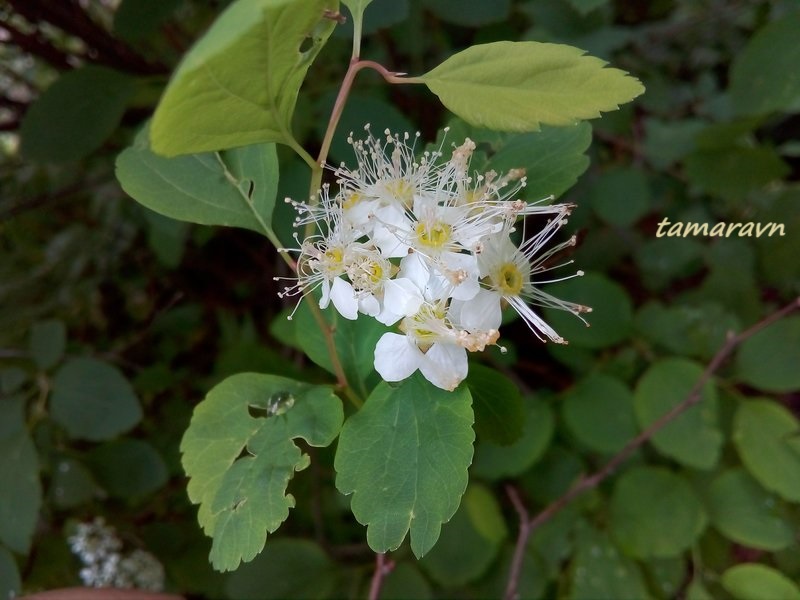 Смотрите также тему:  Спирея уссурийская / Таволга уссурийская (Spiraea ussuriensis)