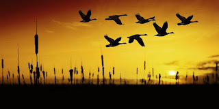 La orientación es básica en la migración de las aves
