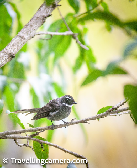 White-throated Fantail