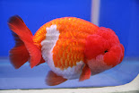Goldfish Ranchu