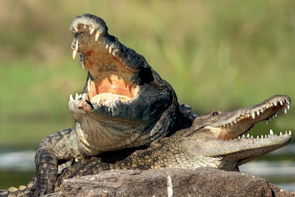  Cara  Berkembang  Biak  Buaya REFERENSI BEBAS