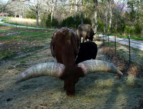 toro-con-cuernos-gigantes-03