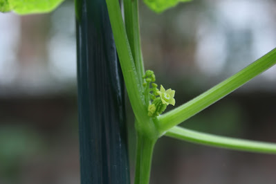 Achocha fruit forming in leaf node