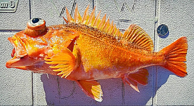 Santa Maria, Orange Rockfish, Wild West Commercial Fishing