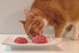 makanan RAW food kucing
