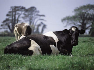 Cuatreros haitianos ahora ordeñan las vacas y de ñapa, las violan