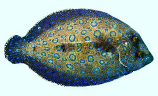 flounder