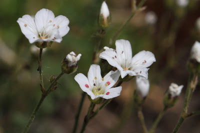 Eremognne capillaris - Mountain Sandwort