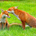 Four Varieties Of Foxes That We Should Know