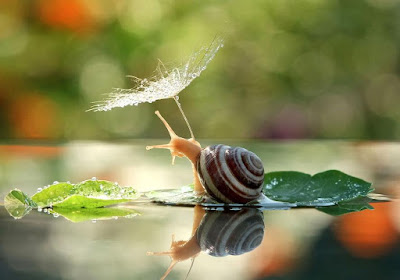 shell nature