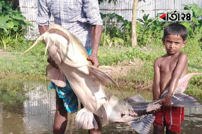 মহানন্দায় ধরা পড়ল ১ মণ ওজনের বাঘাইড় by মোহাম্মদ রনি মিয়াজী