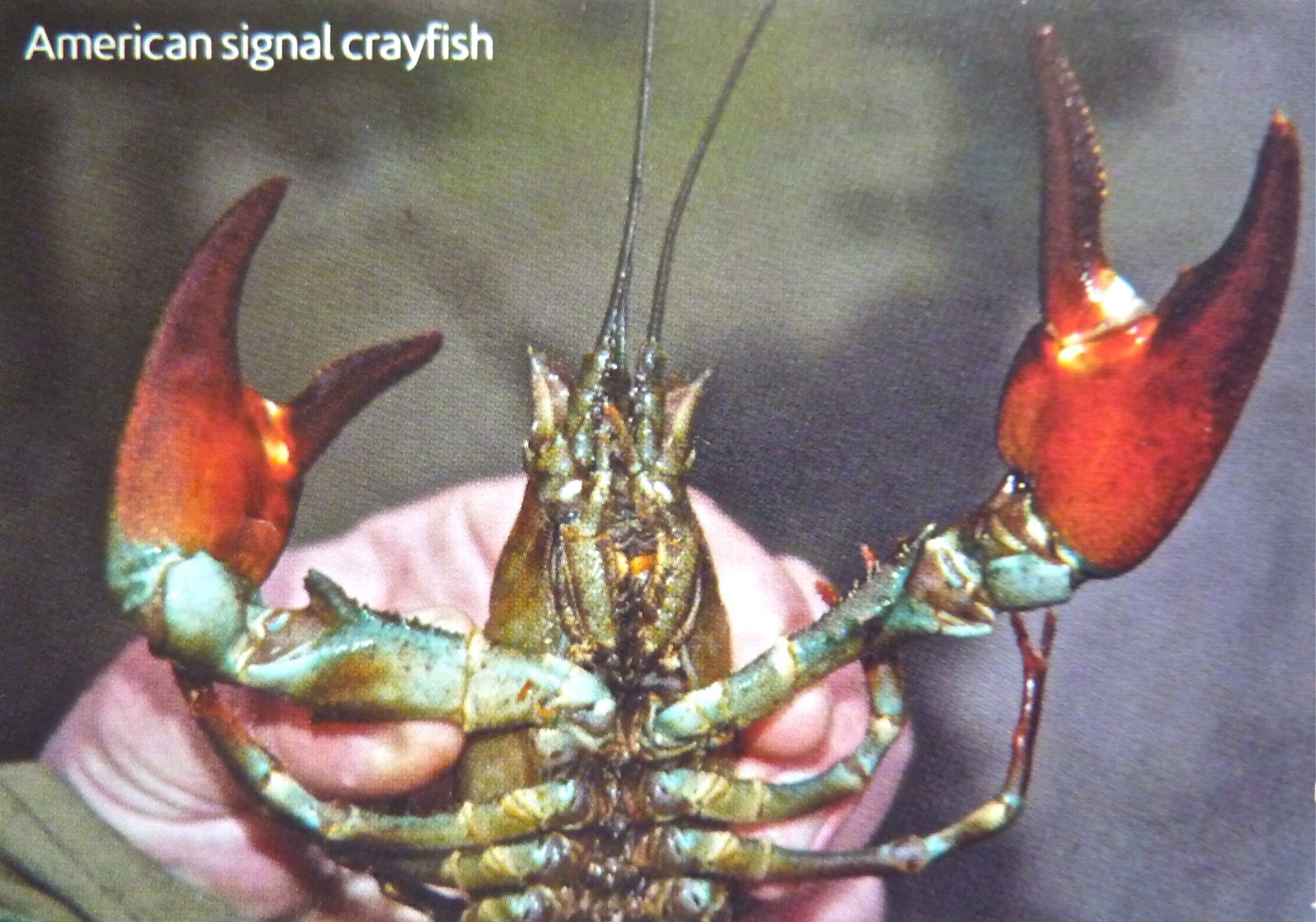 Signal crayfishexplosion means significant loss of fish eggs.