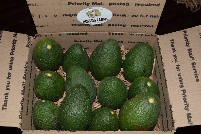 Avocado Shop Near Me - When is Florida Avocado Season? 