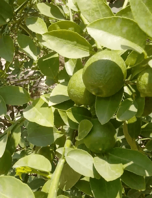 Lemon on tree