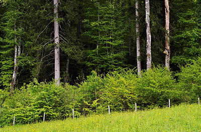 Forest and meadows in Massif des Bauges Natural Park