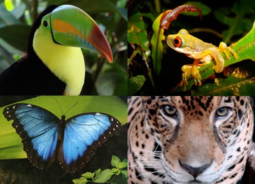 Animals of Amazon